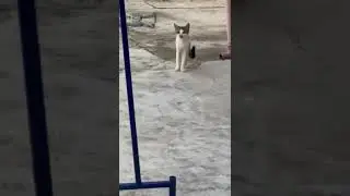 Drone vs Cat #cat #funny #animals  #animallover #pets #drone #dji