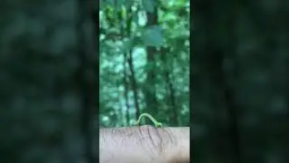 Geometrid caterpillar