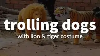 Trolling Dogs with Tiger and Lion Costume #Funny #Troll #Prank #Animals