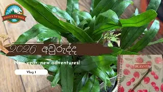 2026 අලුත් අවුරුද්ද
