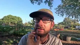 Fall Garden Planting in North Texas! Planting Leafy Greens in August.