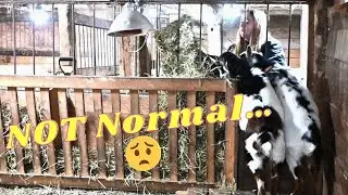 Проблемы с маленьким козлёнком!