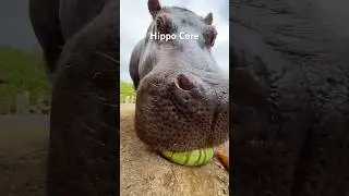 Hippo Core #animalshorts #animals #hippo #cute