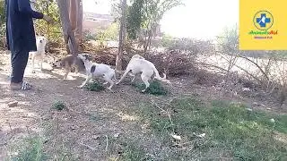 Animals Aid Unlimited Pak | Feed and Rescue Stray Animals with Bhai Tajammul Hussain