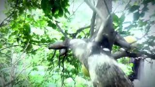in Memory of the Pomelo Tree