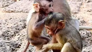 So Little Baby Monkey Mia! What's Going On These Baby Monkeys So Tiny Like this!