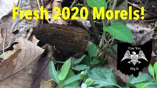 Morel Mushroom Hunting 2020- Early Season Haul