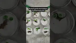Crazy Geckos Going To This Reptile Show