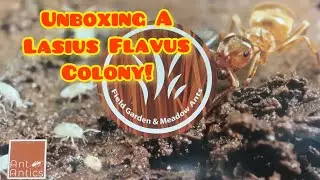 Unboxing A Lasius Flavus Colony From Ant Antics!