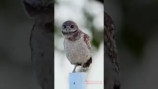 Burrow Owl Dance REVEALED!