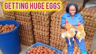 How To Boost Egg Production And Get Yellow Yorks?