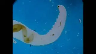 The Sea Around Us (1953)