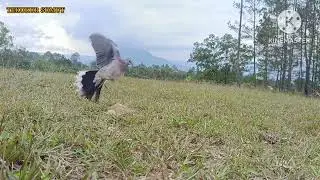 BL Penguasa//Pohon Pinus//Sangat Brlng4sh #tekukur #burung #tekukurliar #tekukursultan #birds 