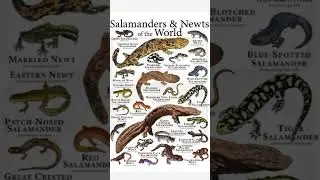 Salamanders And Newts Of The World 🌎. Different Types Of Wild Lizards 🦎. #wildanimals #facts Like.