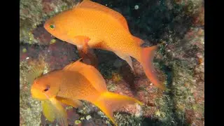 Когда и как в гаремах лирохвостых антиасов (Pseudanthias squamipinnis) происходит смена пола самок ?