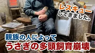 うさぎの多頭飼育崩壊の現場へ レスキュー活動報告