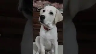 🧿🐣 #viral #dog #labradorretriever #labpuppies #labrador #doglove