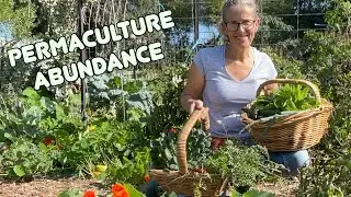 Mid Autumn Harvest from Abundant Permaculture Vegetable Garden