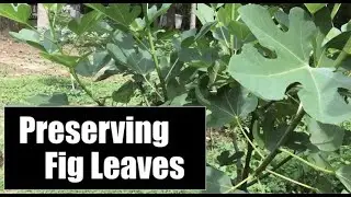 How To Preserve Fig Leaves For Tea And Monetization
