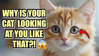 Why Does My Cat Stare at Me? (It&rsquo;s Not What You Think!)