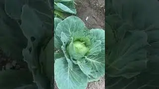 Tour My Organic Vegetable Garden