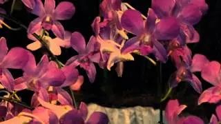#6752, Orqu&iacute;deas blancas y fuscias [Efecto], Flores ex&oacute;ticas