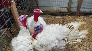 Turkey Production