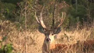 Marsh Deer