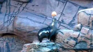 Seal balancing ball
