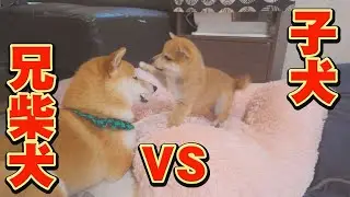 まさかの結末に笑っちゃうので、観て下さい♪