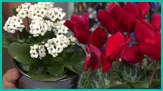 Perfect Holiday Plants (Other Than Poinsettias)