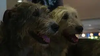 Irish Wolfhound Club auf der Messe 