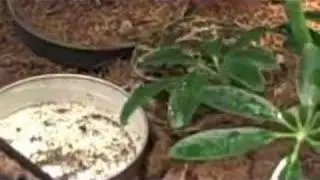european green toad