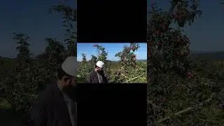 Apple Orchard, Middlefield, CT @ USA
