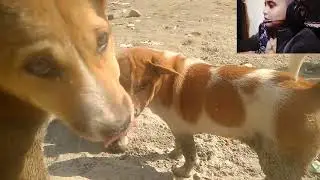 DOG Hungry Shorts Dog 😂 &ldquo;এত তাড়াতাড়ি কেন খাচ্ছি?&rdquo;#shortscute #dog #dogs #facebookpost #cute