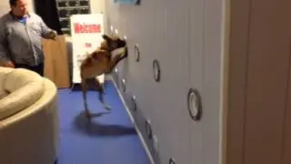 Kaboom Learns to Indicate on scent via Michigan Dog Training Nose Work Scent Wall
