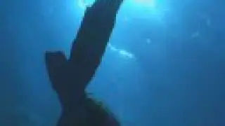 Protect marine life