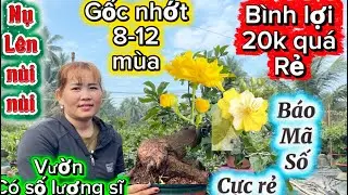 27-12-2025☎️0366 059 934📲mai vàng chơi Tết giá siêu rẻ 20k cây-báo mã số giá còn cực kì rẻ 