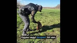 Bingó engedelmességi képzésének 2. része – az első részlet érkezik!