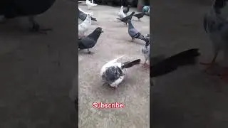 Highflying giribaz kobutor ke shorts video/giribaz pigoen #populerpigeon #pigeon #youtubeshorts