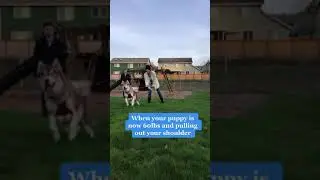 Funny Insta dog Reels | Insta Reels  #Shorts