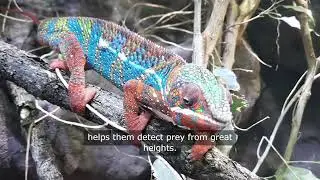 Top 9 Animals with Extraordinary Vision