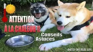 CHIEN ET CHALEUR !! ASTUCES, PRÉCAUTIONS ET CONSEILS