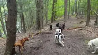 Kristis dog hikes. NYC dog hiking services.