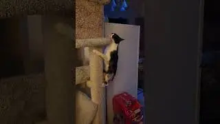 Cat kissing the cat tree   #cute #pets #animals #cat #cats #fyp  #viral