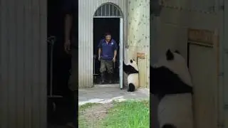 The panda cub tries to lock the keeper in indoor enclosure&mdash;its naughtiness is totally off the charts