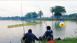 PANTASAN TARIKAN NYA BEDA‼️TERNYATA IKAN INI YANG MAKAN UMPAN SAYA😱#fishing #mancing#mancingmania 