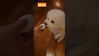 Egg Challenge Fail #cute