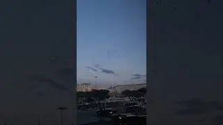 Murmuration - view from National Roman Museum