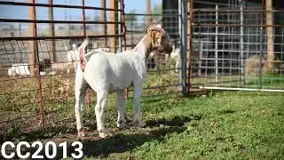 CC2013 Lot 2